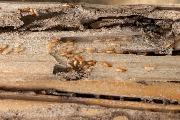 Best Pest Prevention Services  in Sigourney, IA